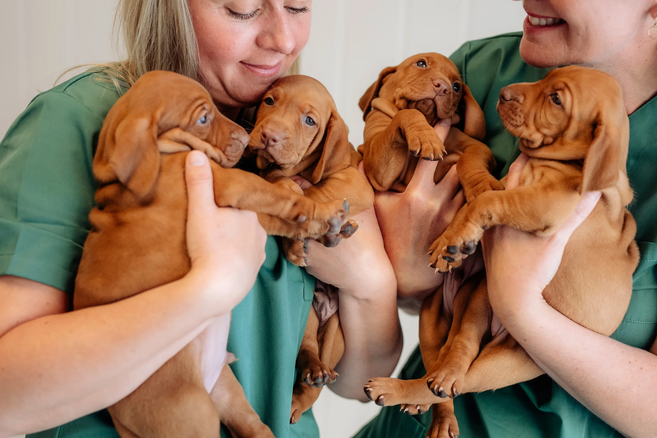 Den Lille Dyreklinikken – bilde 1