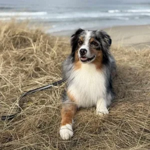 Dyreatferdssenteret – bilde 1