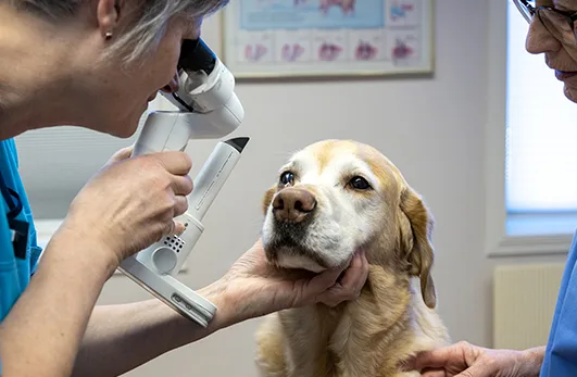 Grue Dyreklinikk – bilde 1