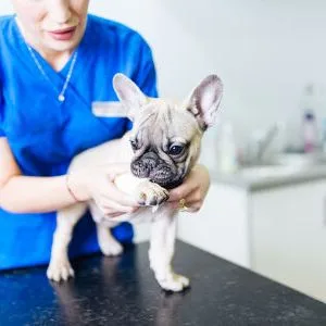 Hardanger Dyreklinikk – bilde 1