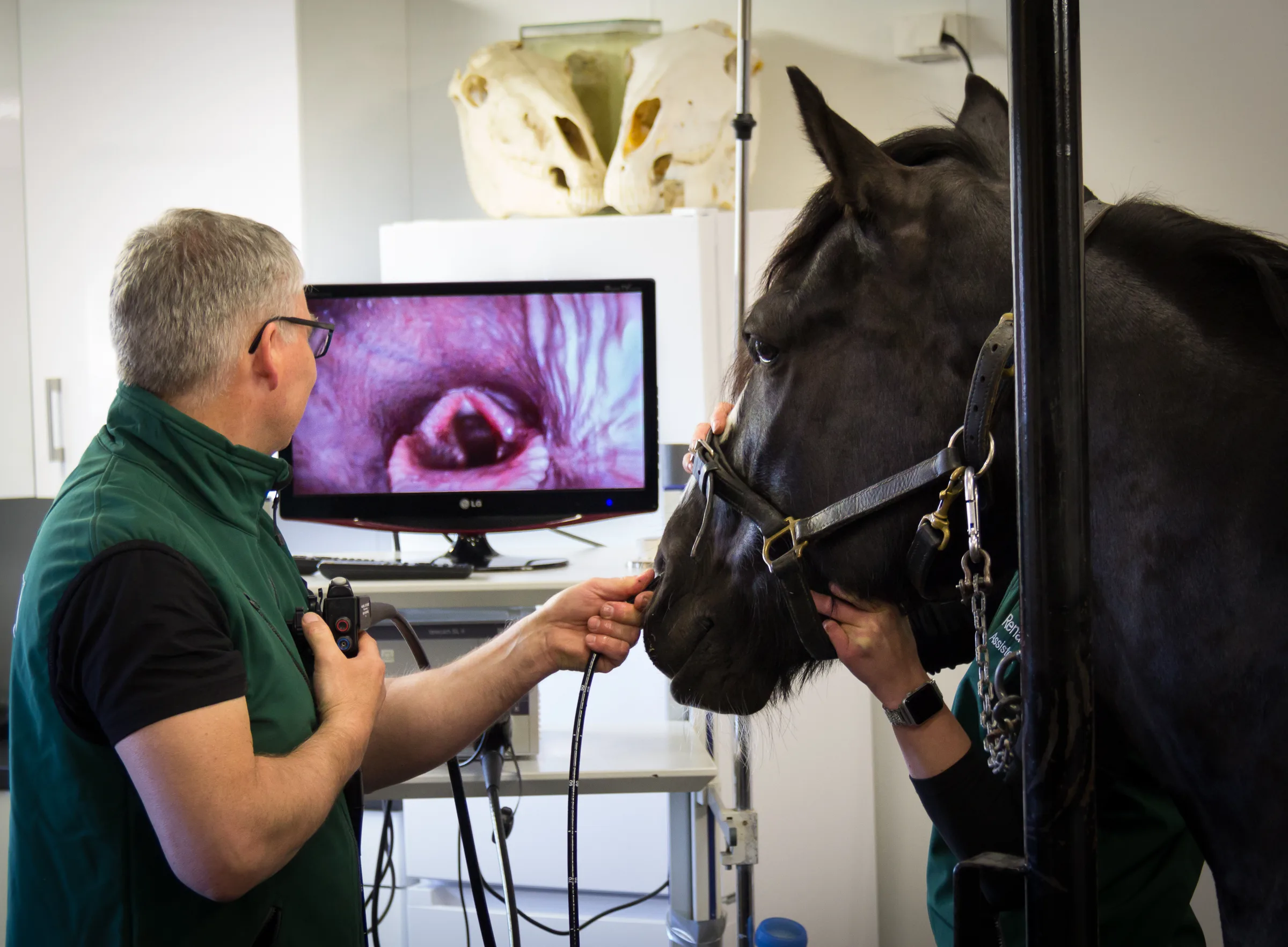Hesteklinikken Bergen – bilde 1