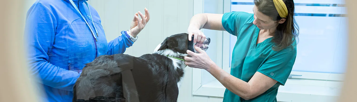 Land Dyreklinikk – bilde 2