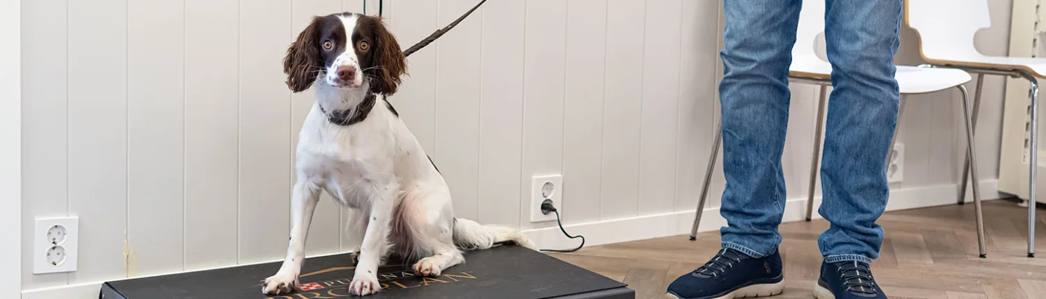 Land Dyreklinikk – bilde 3