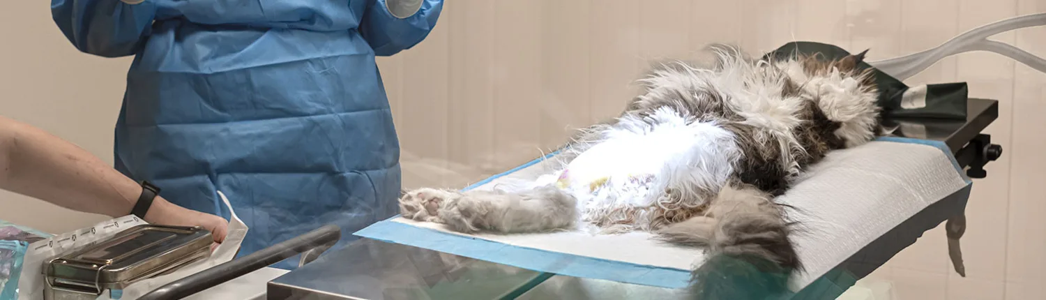 Land Dyreklinikk – bilde 5