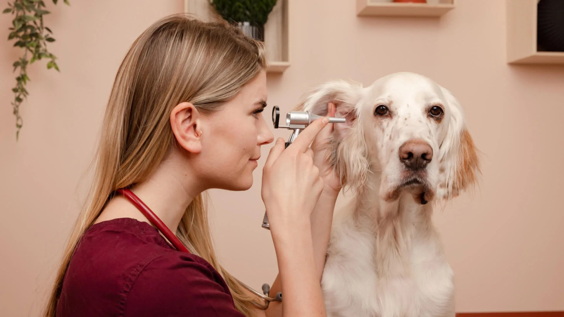 Petrus Veterinærer – bilde 1