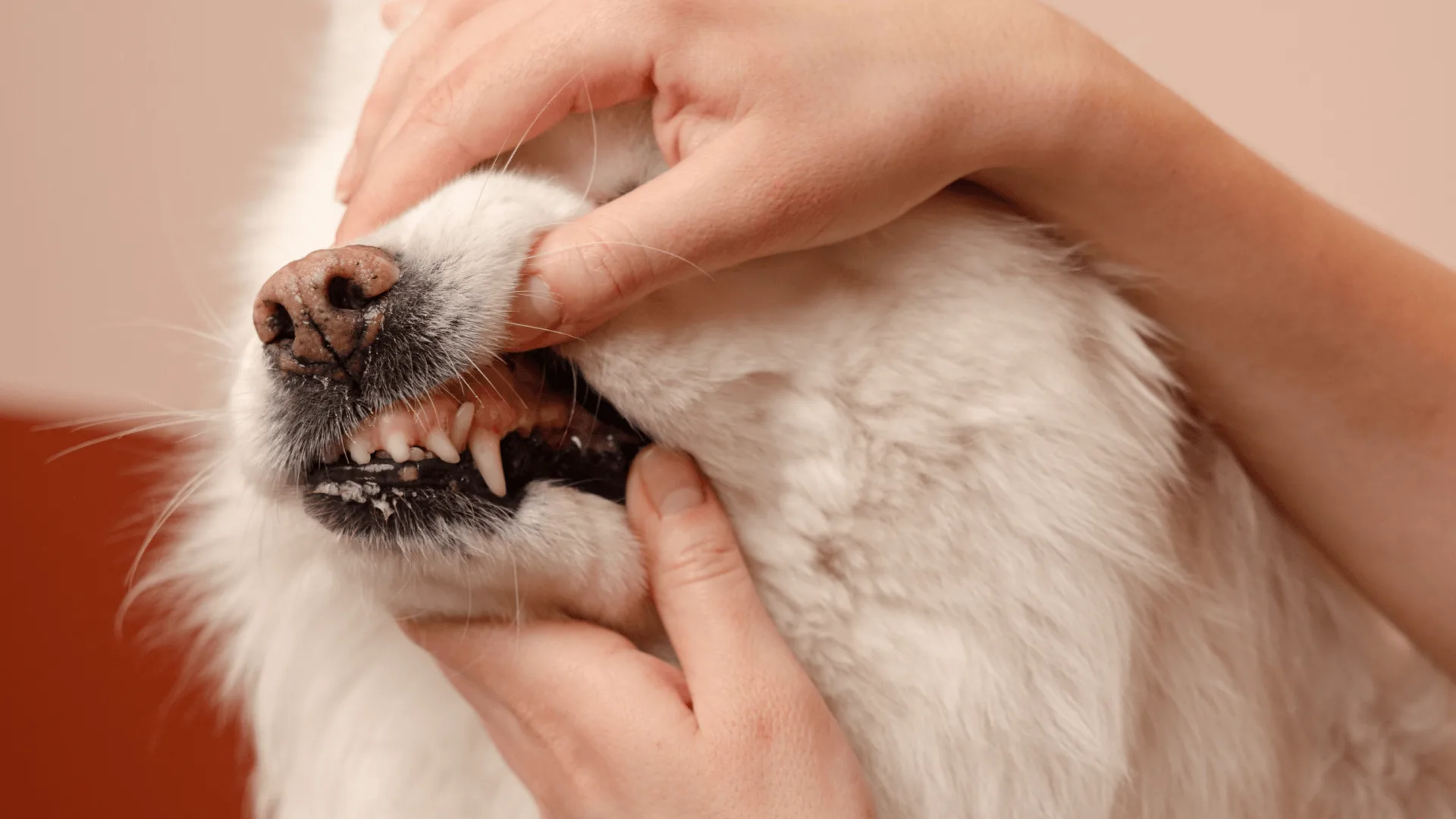 Petrus Veterinærer – bilde 2